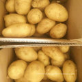 Exportando Padrão Qualidade Fresh Holland Batata De China